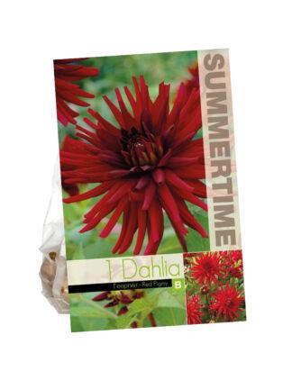 Dahlia Red Pigmy