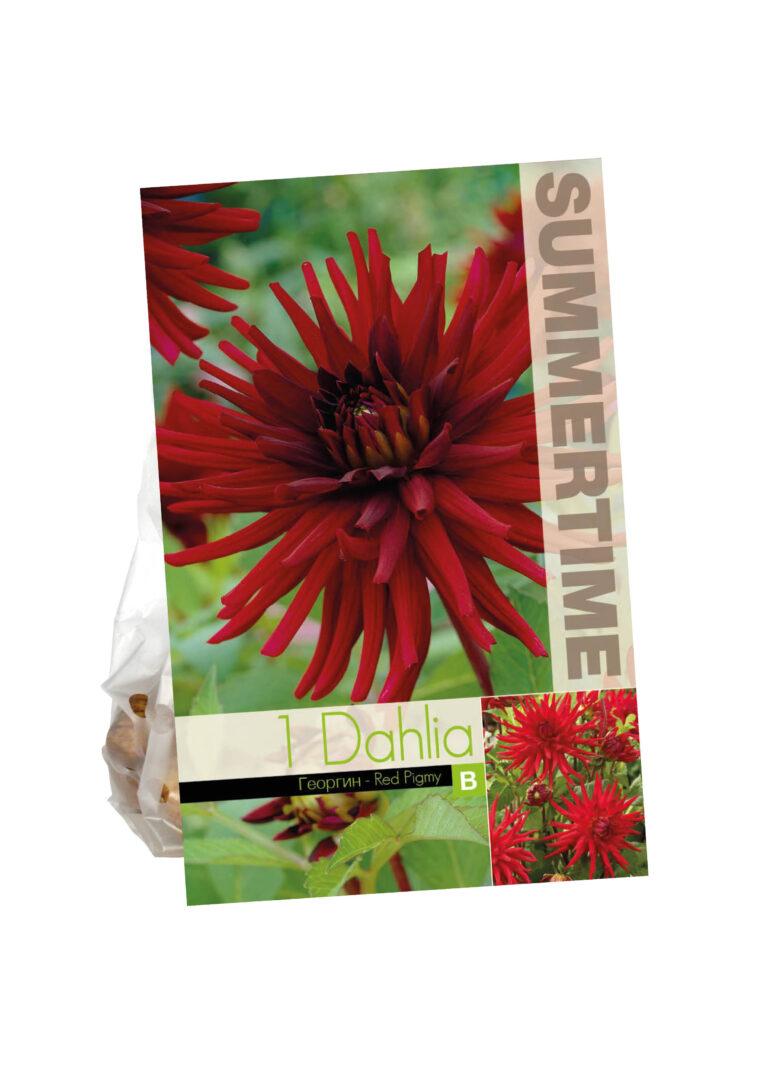 Dahlia Red Pigmy