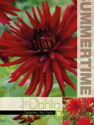 Dahlia Red Pigmy