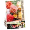 Begonia Samba Mixed