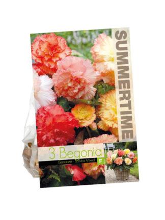 Begonia Samba Mixed