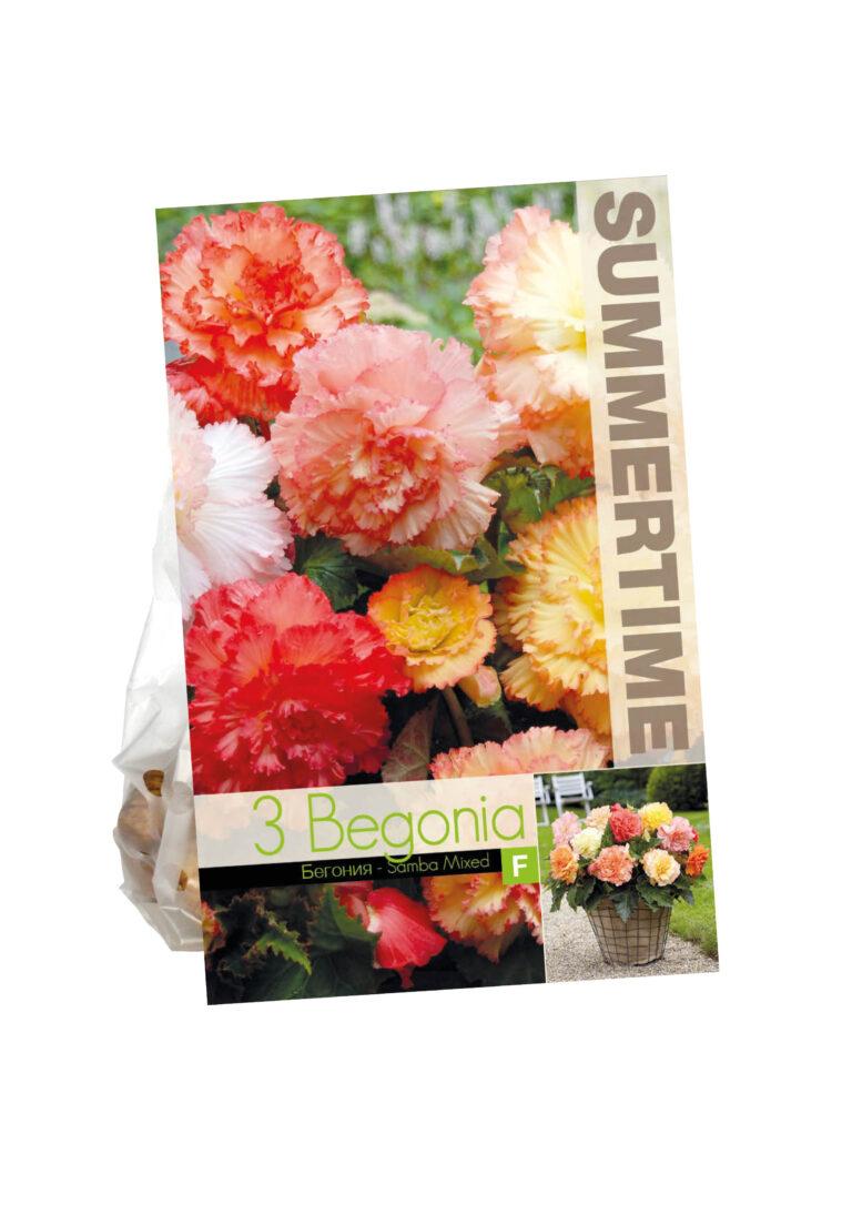 Begonia Samba Mixed