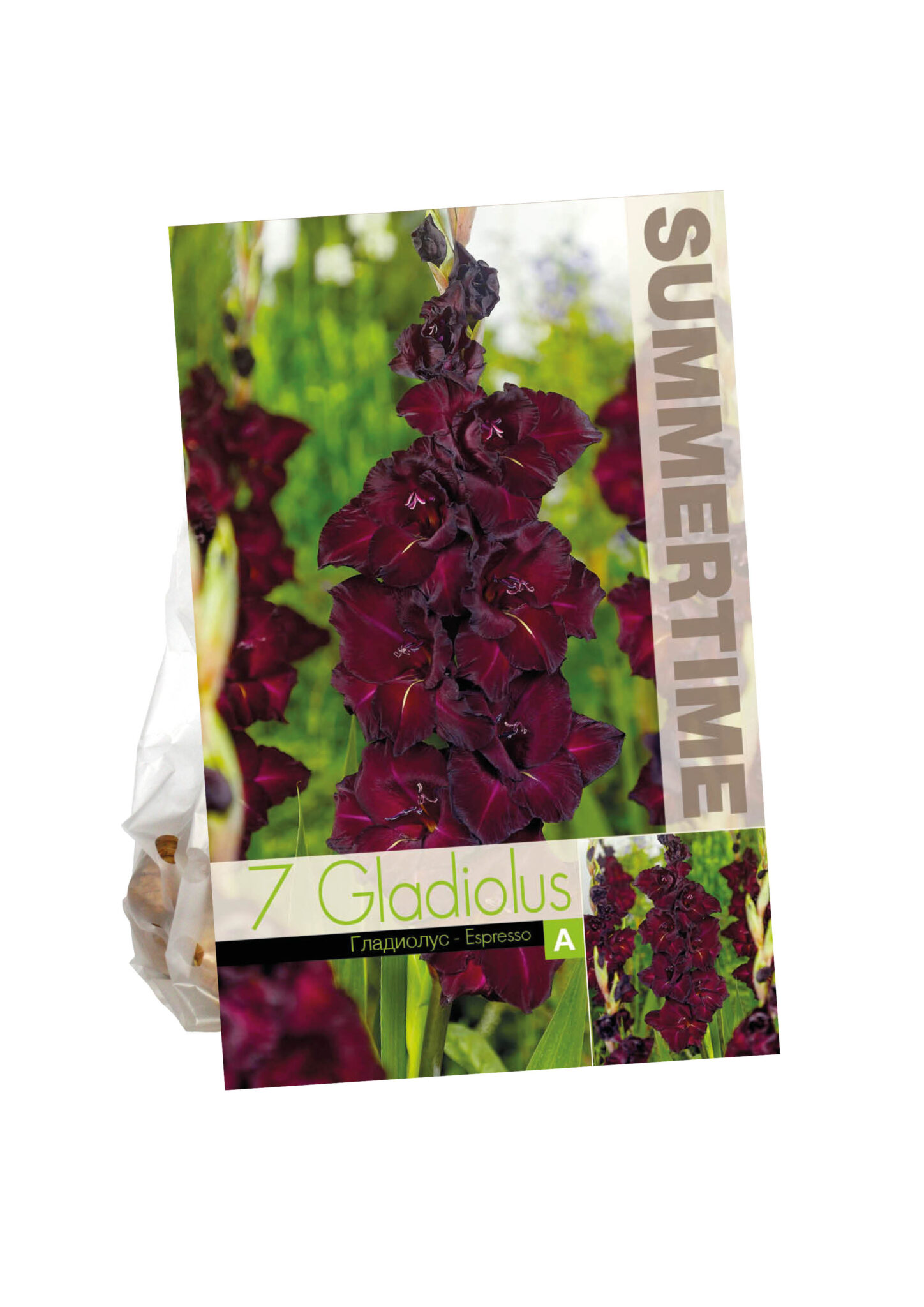 Gladiolus Espresso