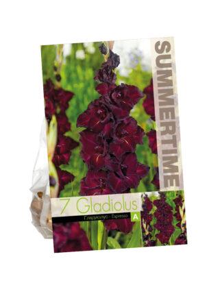 Gladiolus Espresso