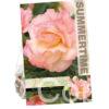 Begonia Picotee Pastel Salmon