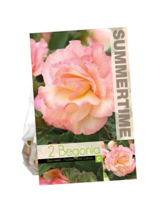 Begonia Picotee Pastel Salmon