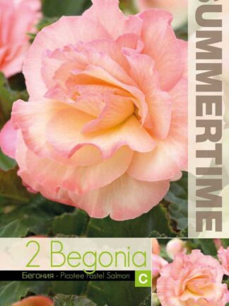 Begonia Picotee Pastel Salmon