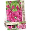 Gladiolus Kingston ruffled