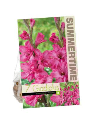 Gladiolus Kingston ruffled