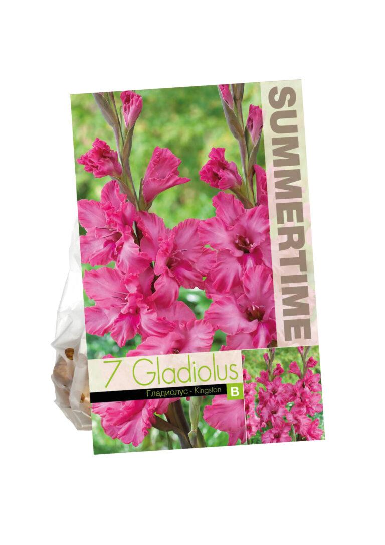 Gladiolus Kingston ruffled