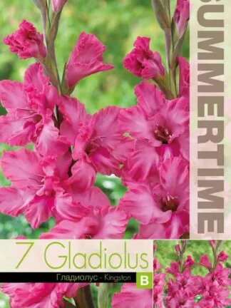 Gladiolus Kingston ruffled