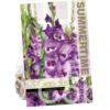 Gladiolus Vista