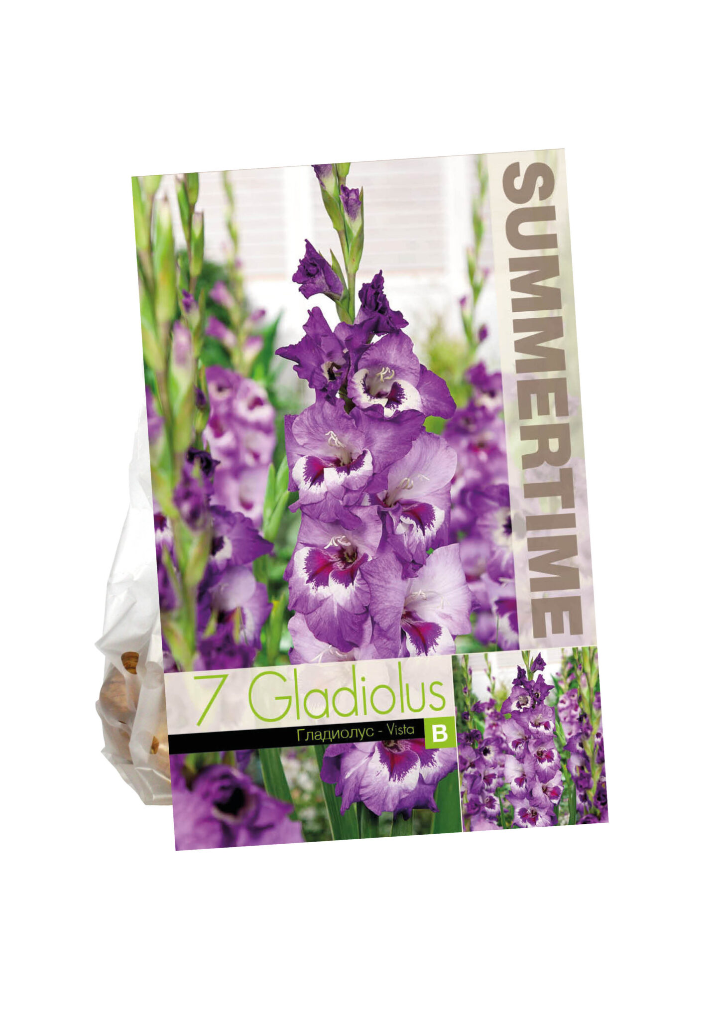 Gladiolus Vista