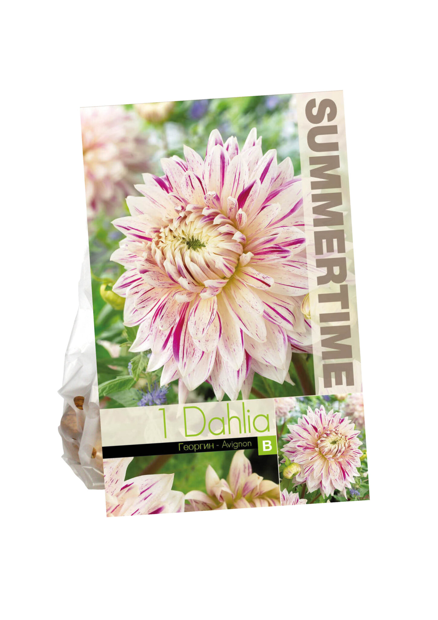 Dahlia Avignon