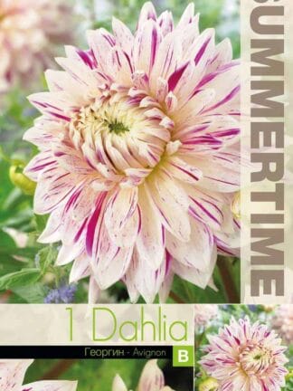 Dahlia Avignon