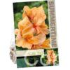 Canna Apricot Dream