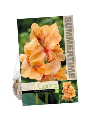 Canna Apricot Dream