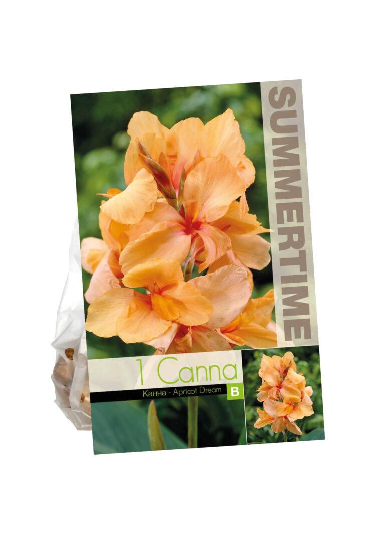 Canna Apricot Dream
