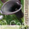 Zantedeschia Cantor