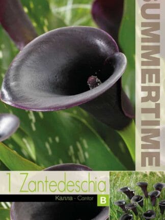 Zantedeschia Cantor