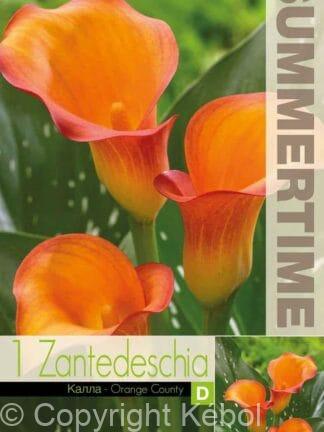 Zantedeschia Orange Country