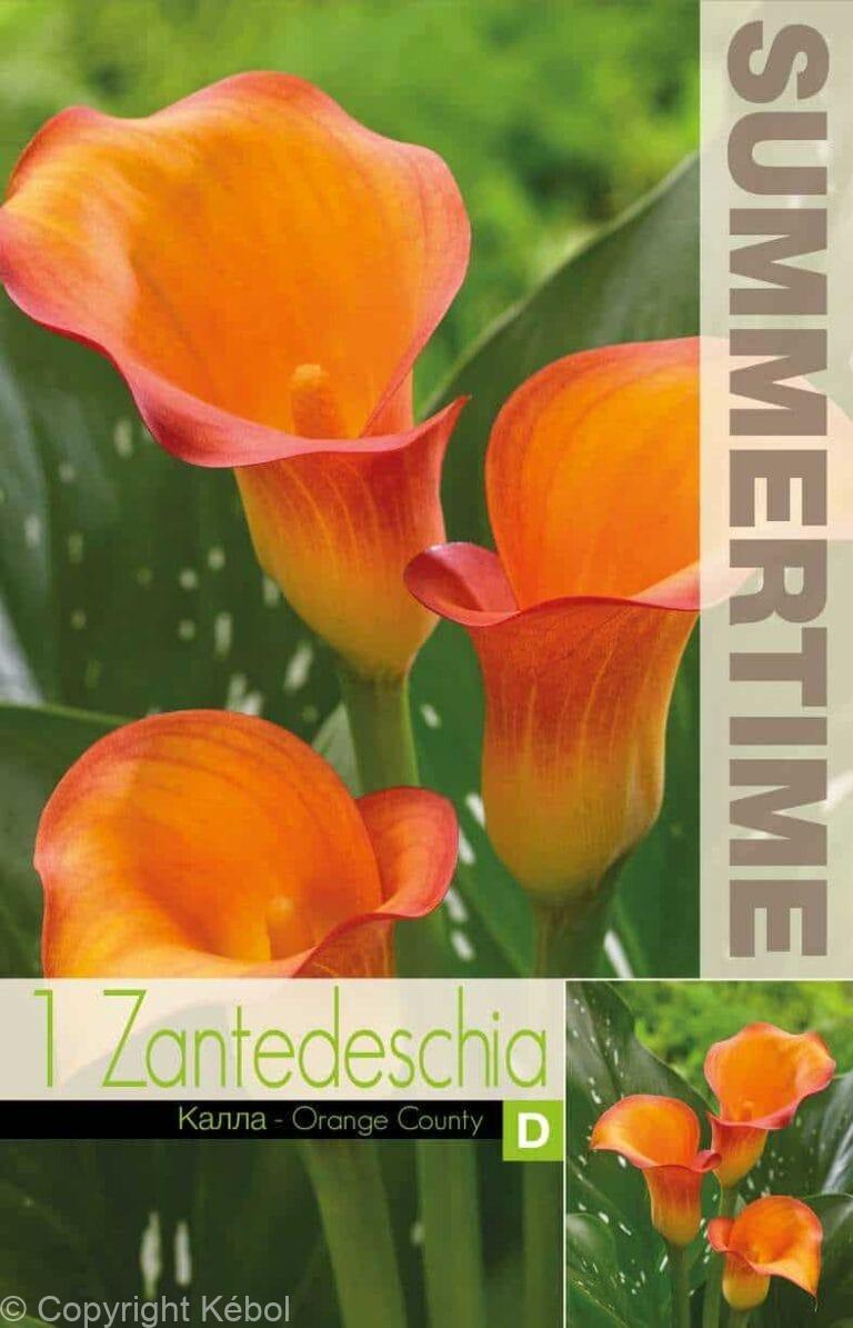 Zantedeschia Orange Country