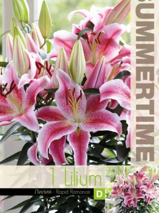 Lilium Rapid Romance