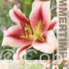 Lilium Olympic Torch 15x3