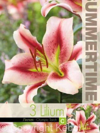 Lilium Olympic Torch 15x3