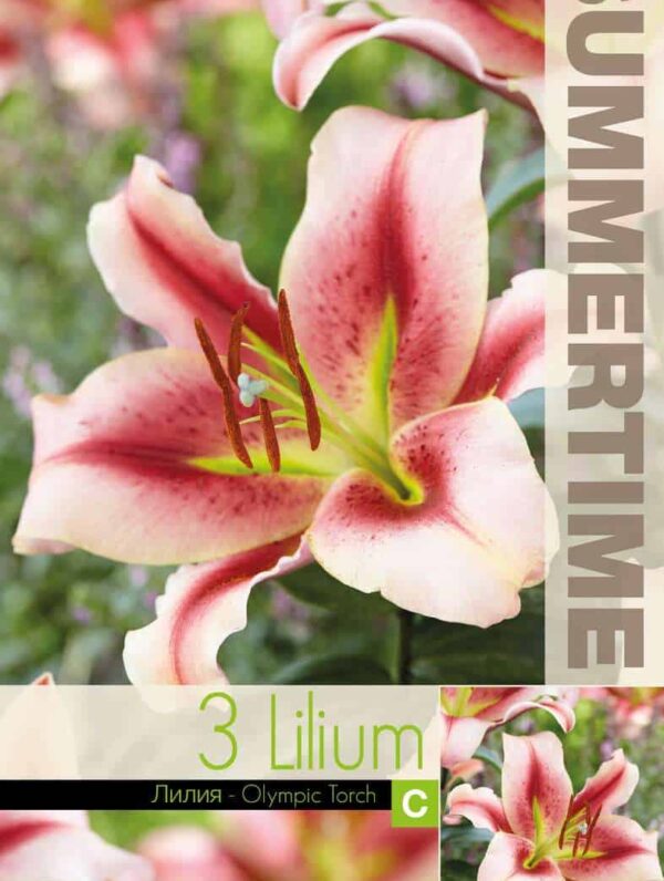 Lilium Olympic Torch 15x3