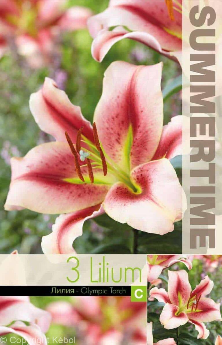 Lilium Olympic Torch 15x3