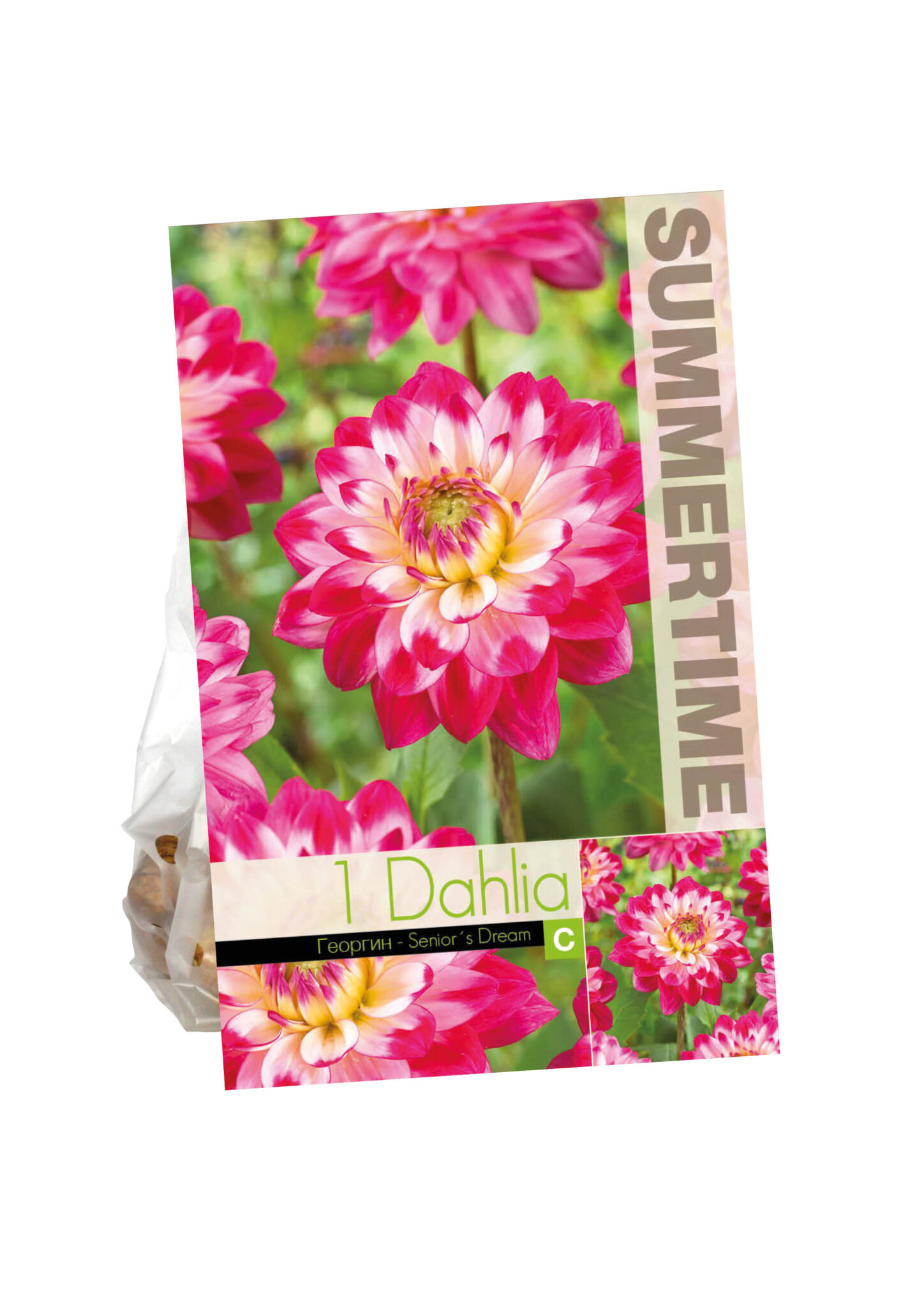 Dahlia Senior`s Dream