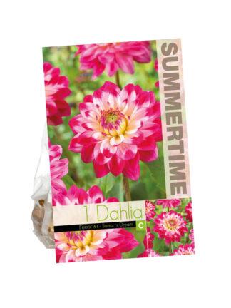Dahlia Senior`s Dream