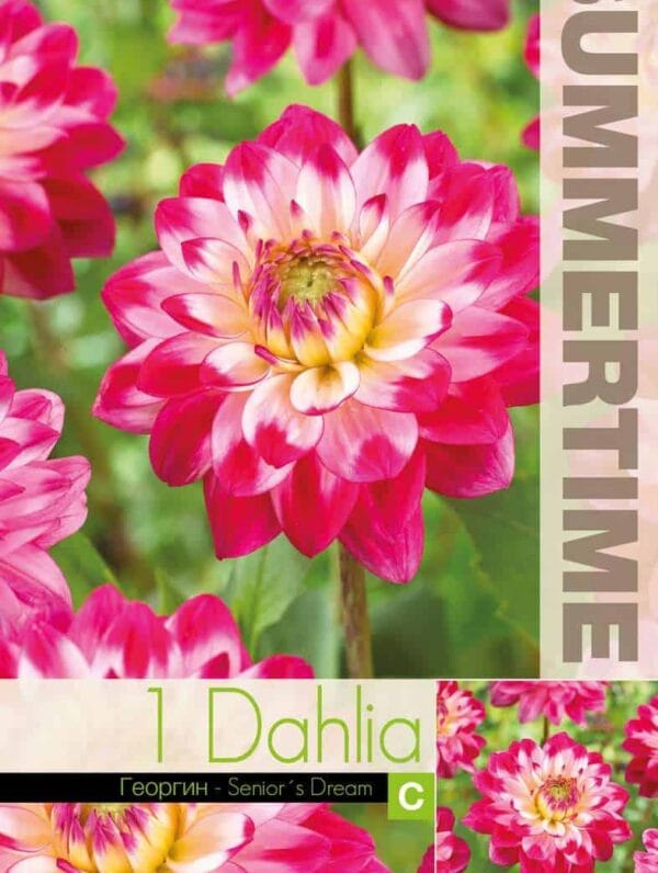 Dahlia Senior`s Dream
