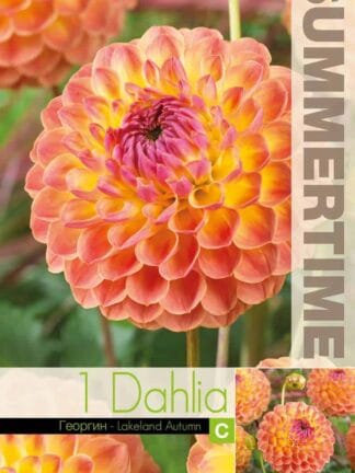 Dahlia Lakeland Autumn