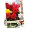 Begonia Double Mixed