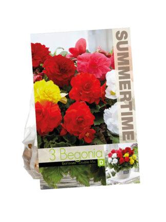 Begonia Double Mixed