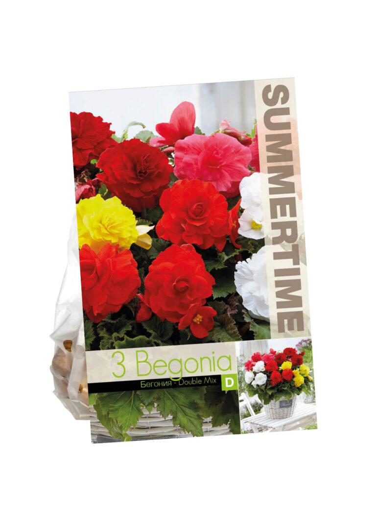 Begonia Double Mixed