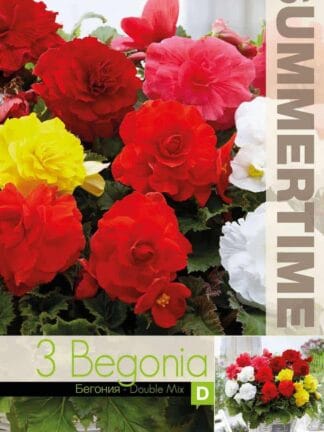 Begonia Double Mixed