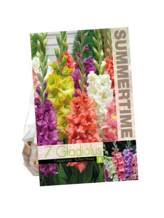 Gladiolus Ruffled Mixed
