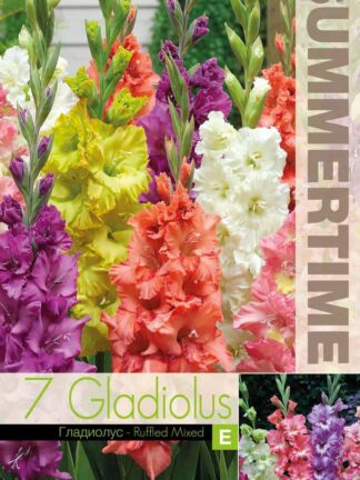 Gladiolus Ruffled Mixed