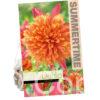 Dahlia Jive