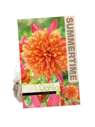 Dahlia Jive
