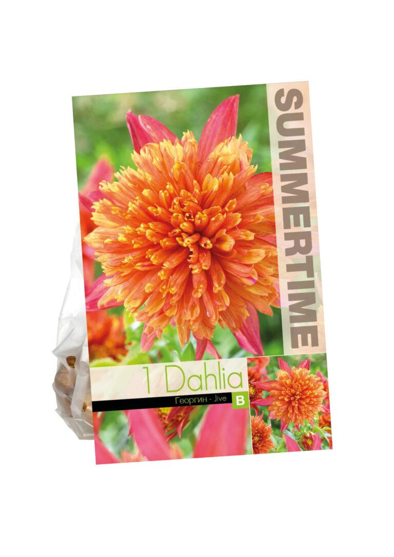 Dahlia Jive