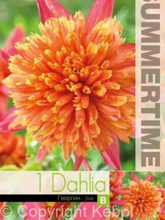 Dahlia Jive