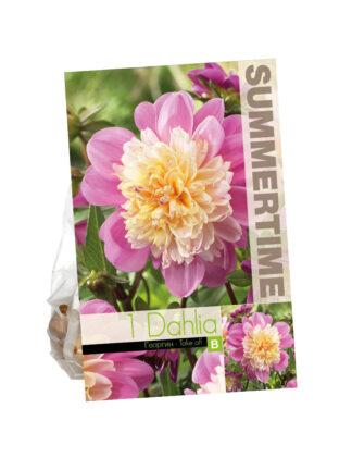 Dahlia Take Off