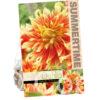 Dahlia Bodacious