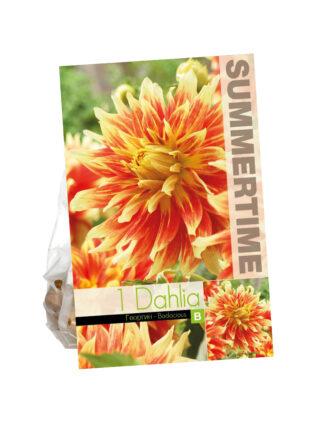 Dahlia Bodacious
