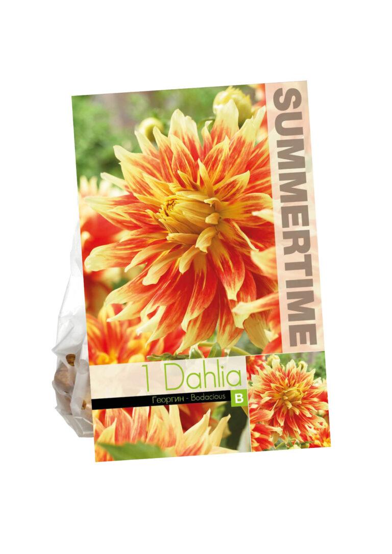 Dahlia Bodacious