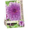 Dahlia Lavender Ruffles